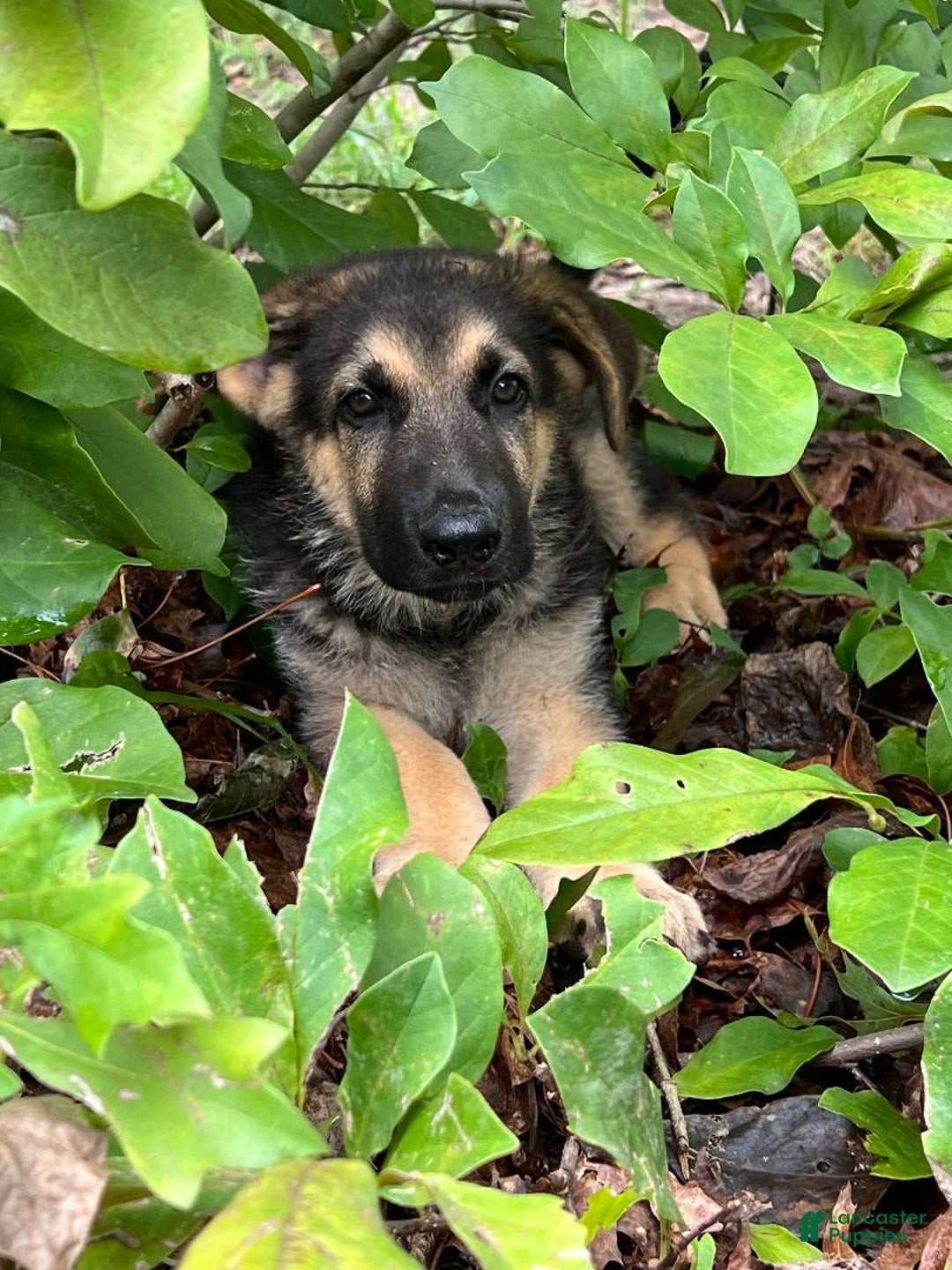 German Shepherd dogs for sale: Toby Jr - Image 1