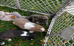 American Pit Bull Terrier dogs for sale: Cali - Image 4