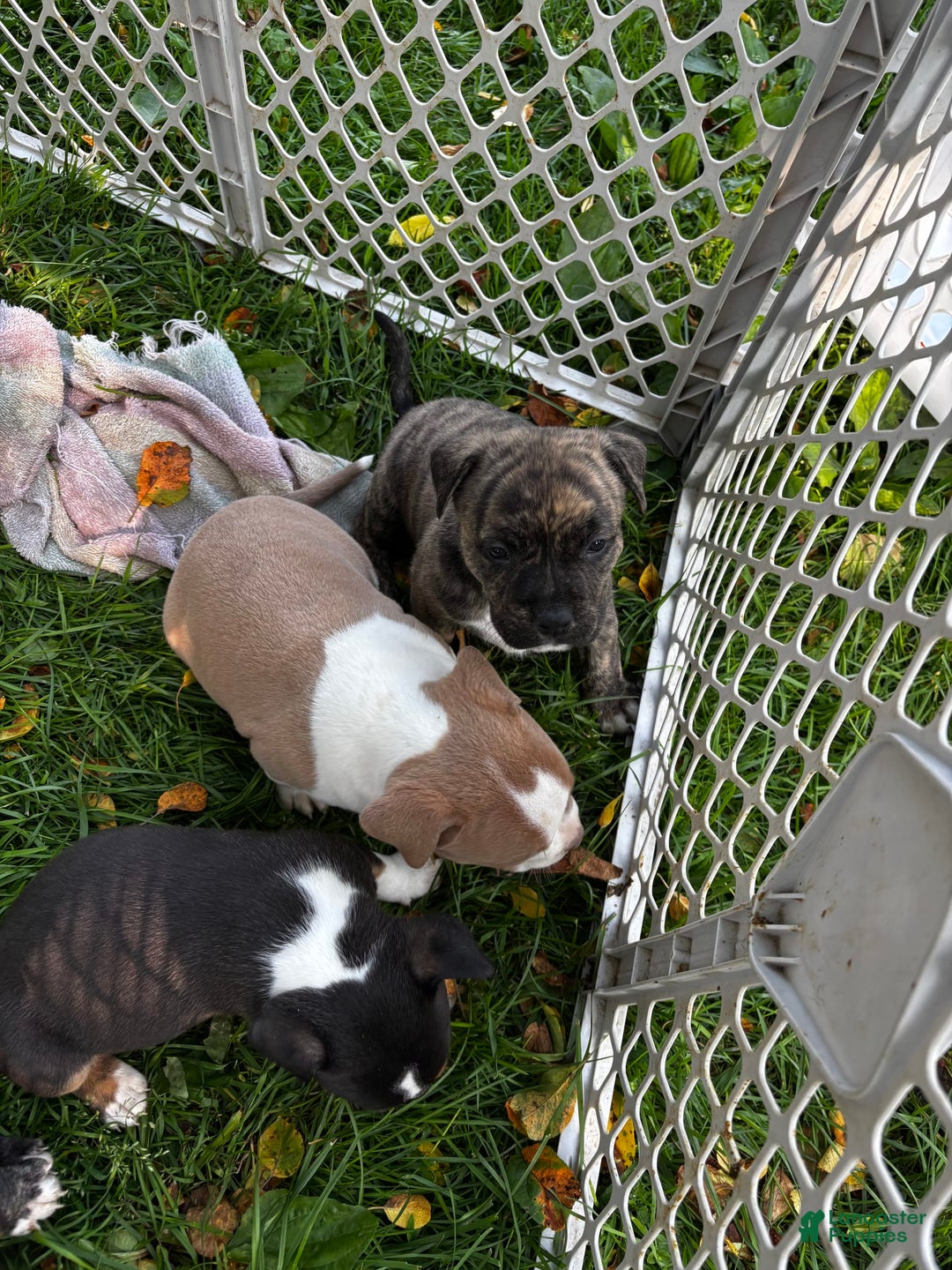 American Pit Bull Terrier dogs for sale: Cali - Image 4