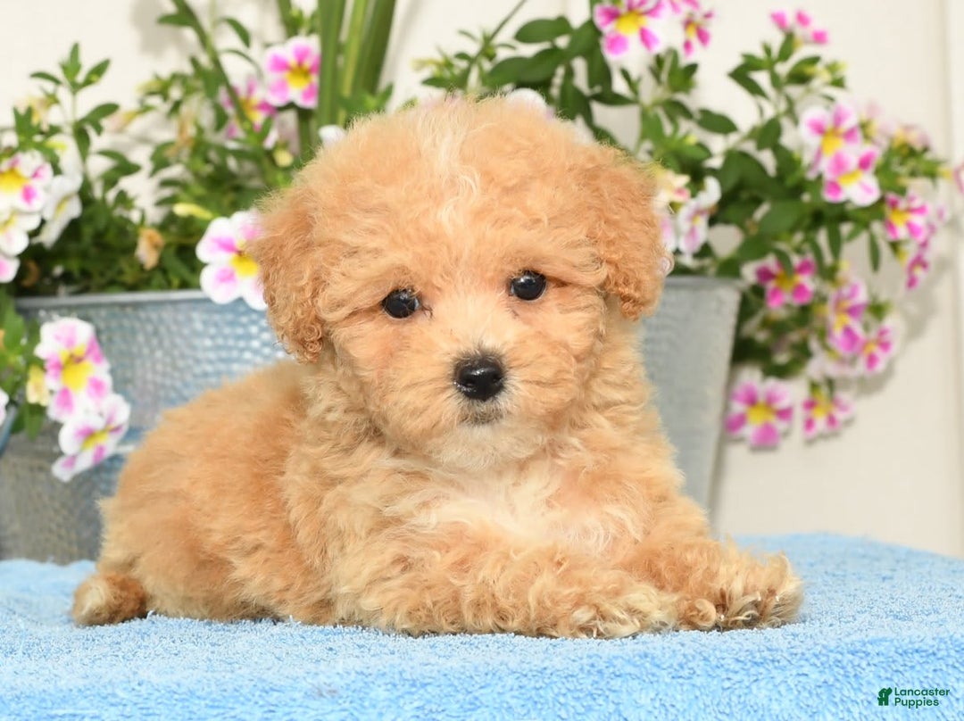 Bichpoo dogs for sale: Stella - Image 6