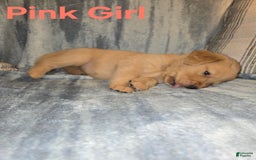 Golden Retriever dogs for sale: Pink Girl - Image 2