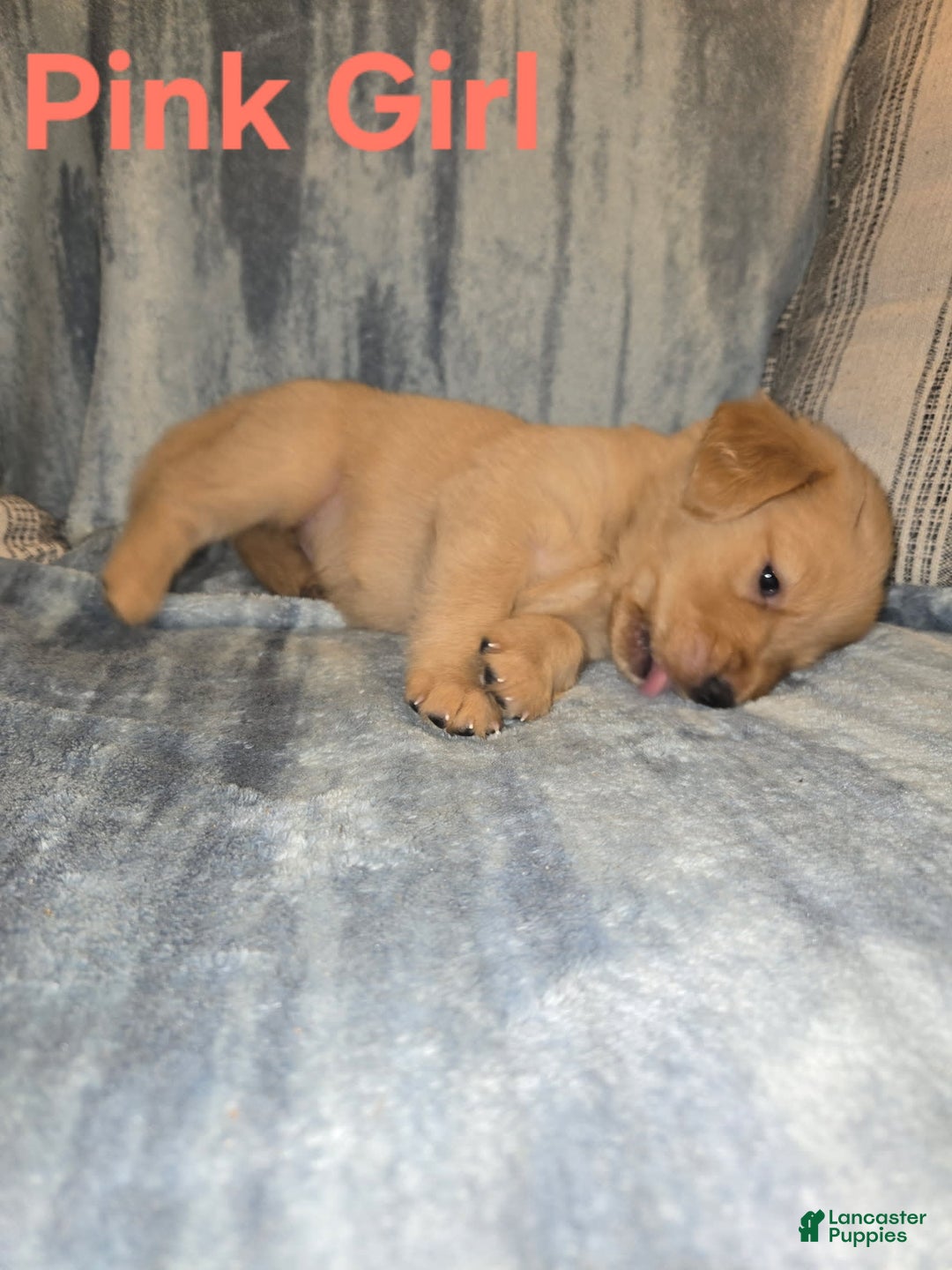 Golden Retriever dogs for sale: Pink Girl - Image 2