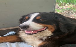 Bernese Mountain Dog dogs for sale: Elsa - Image 6