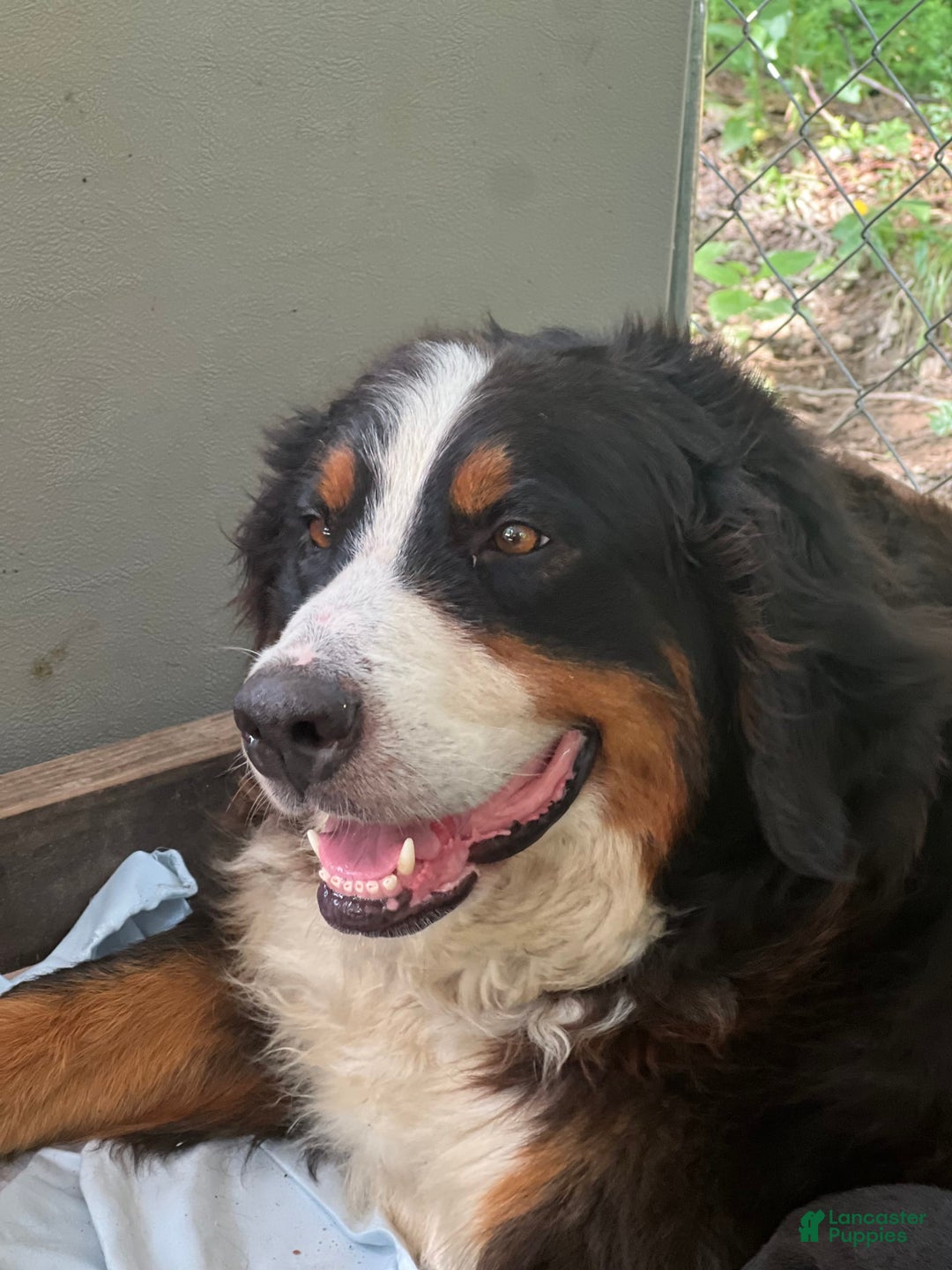 Bernese Mountain Dog dogs for sale: Elsa - Image 6