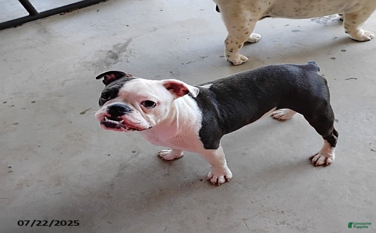 Boston Terrier dogs for sale - Ad 5