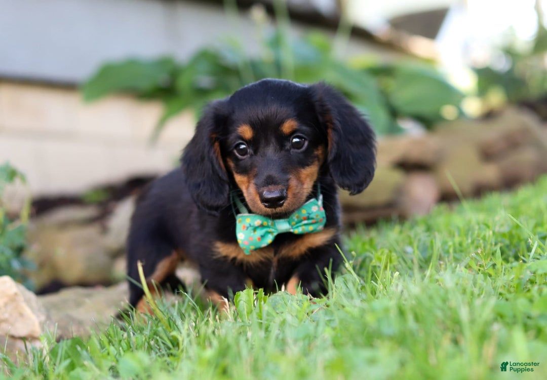 Miniature Dachshund dogs for sale: Olaf - Image 2