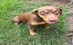 Catahoula Leopard Dog dogs for sale: Red - Image 4