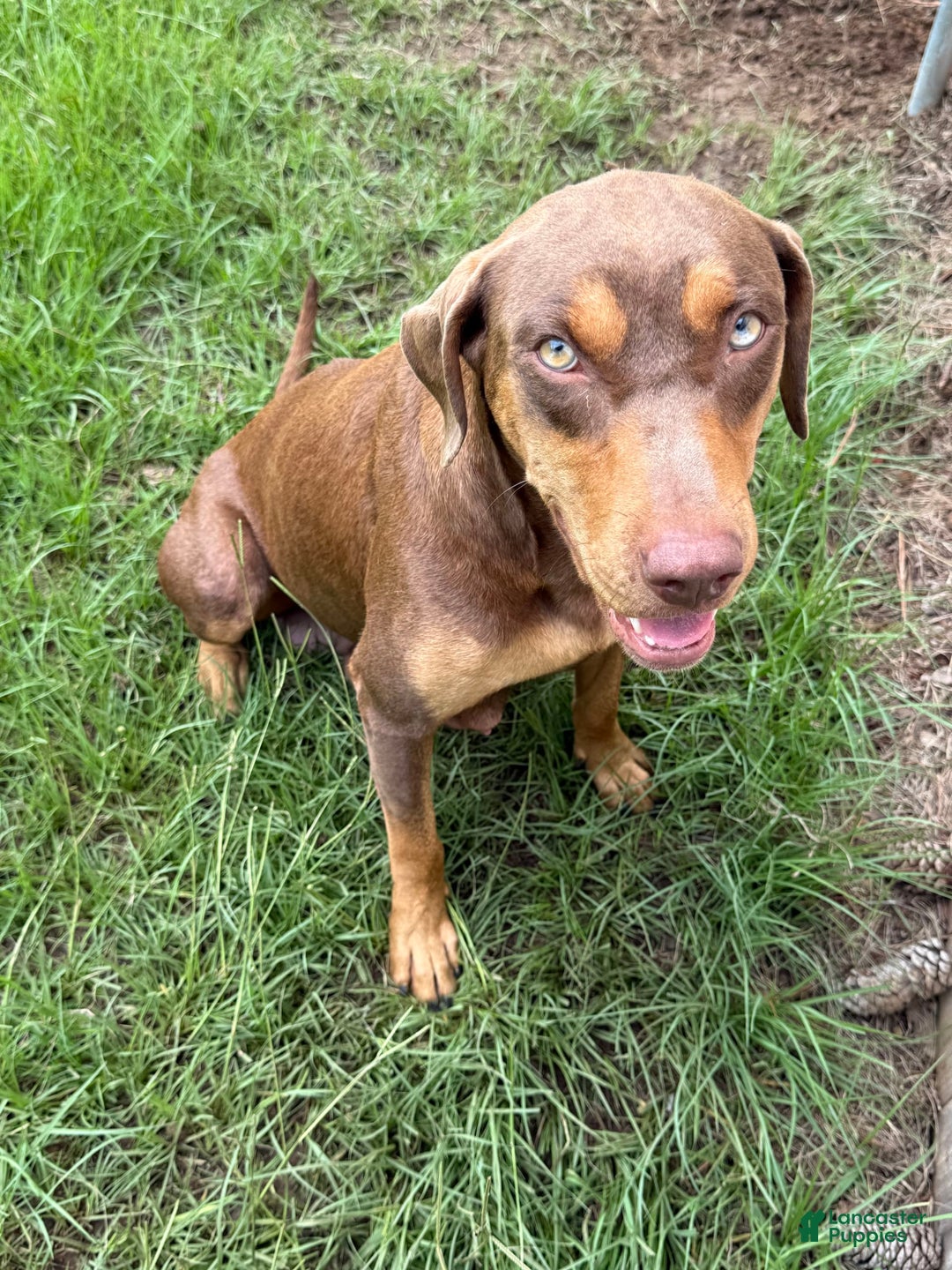 Catahoula Leopard Dog dogs for sale: Red - Image 4