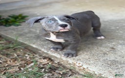 American Bully dogs for sale: Ivy - Image 2