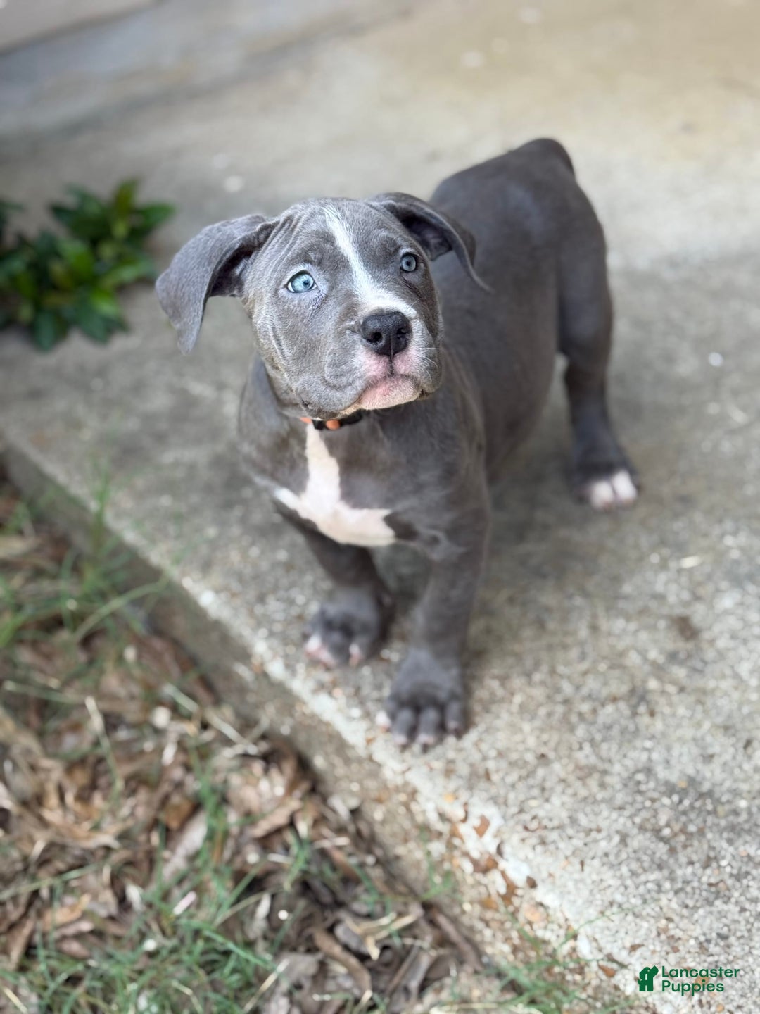 American Bully dogs for sale: Ivy - Image 2