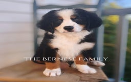 Bernese Mountain Dog dogs for sale: Male - Image 7