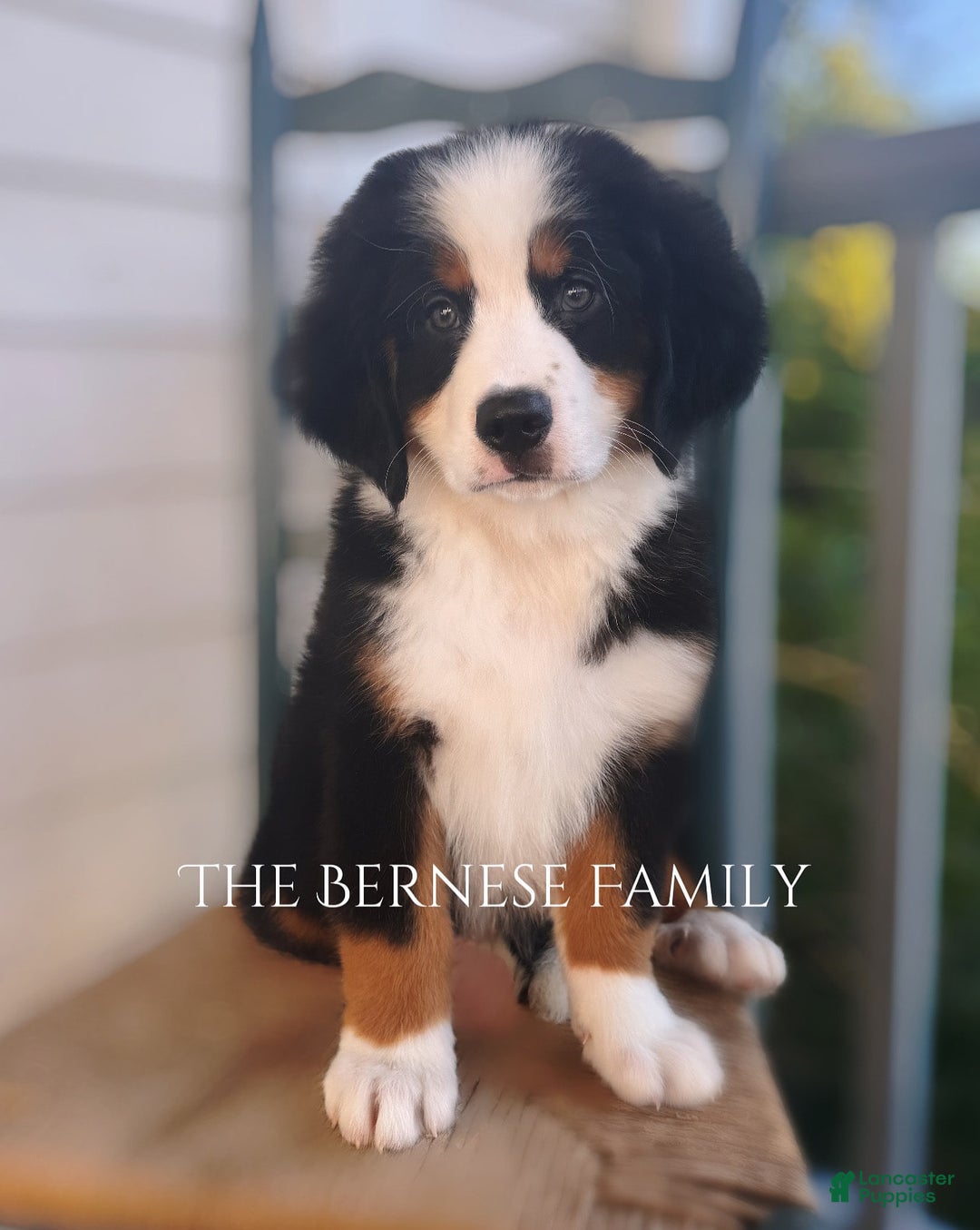 Bernese Mountain Dog dogs for sale: Male - Image 7