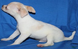 Chihuahua dogs for sale: Ivar - Image 3