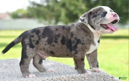 Olde English Bulldogge dogs for sale: Enzo blue eyes mini bulldogge - Image 7