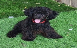 Schnoodle dogs for sale: Dot - Image 3