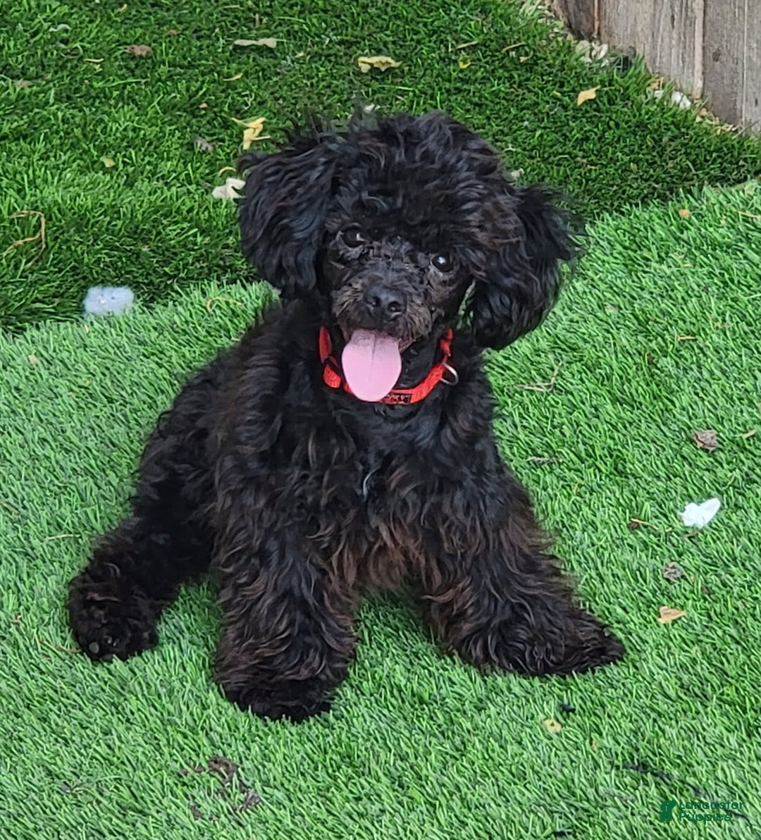 Schnoodle dogs for sale: Dot - Image 3