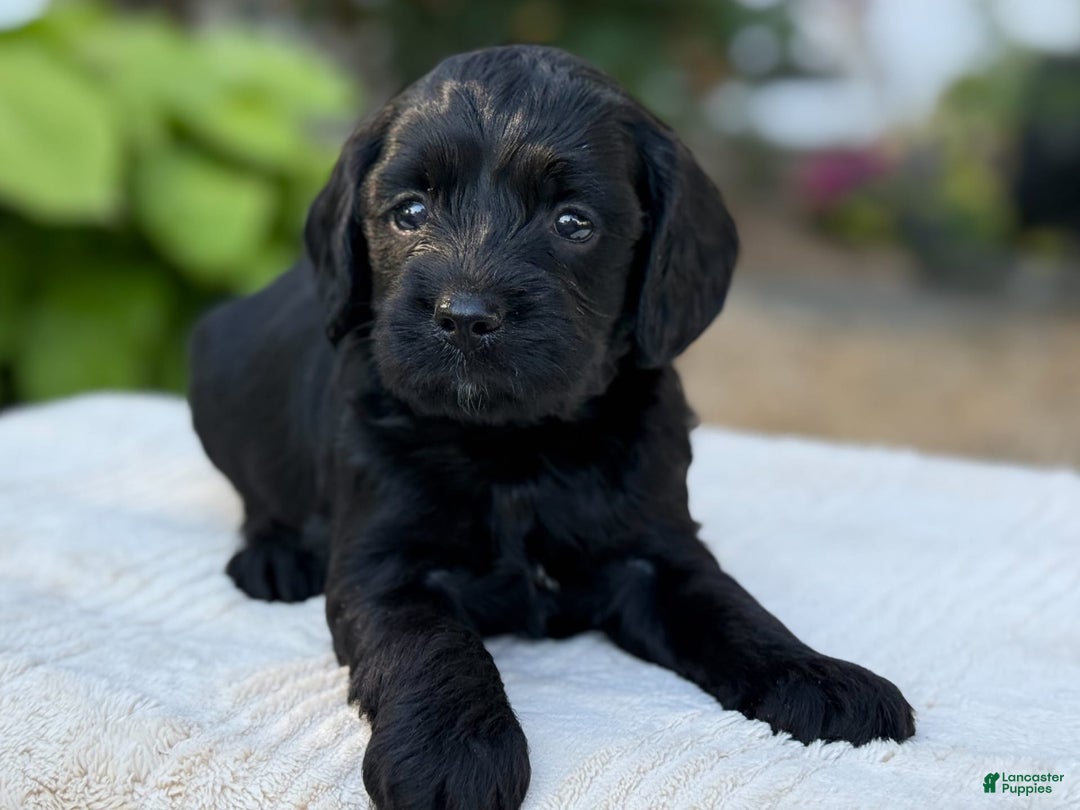 Cavapoo dogs for sale: Liam - Image 16