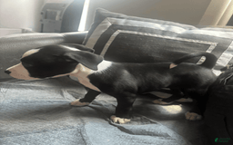 American Bully dogs for sale: Jade - Image 6