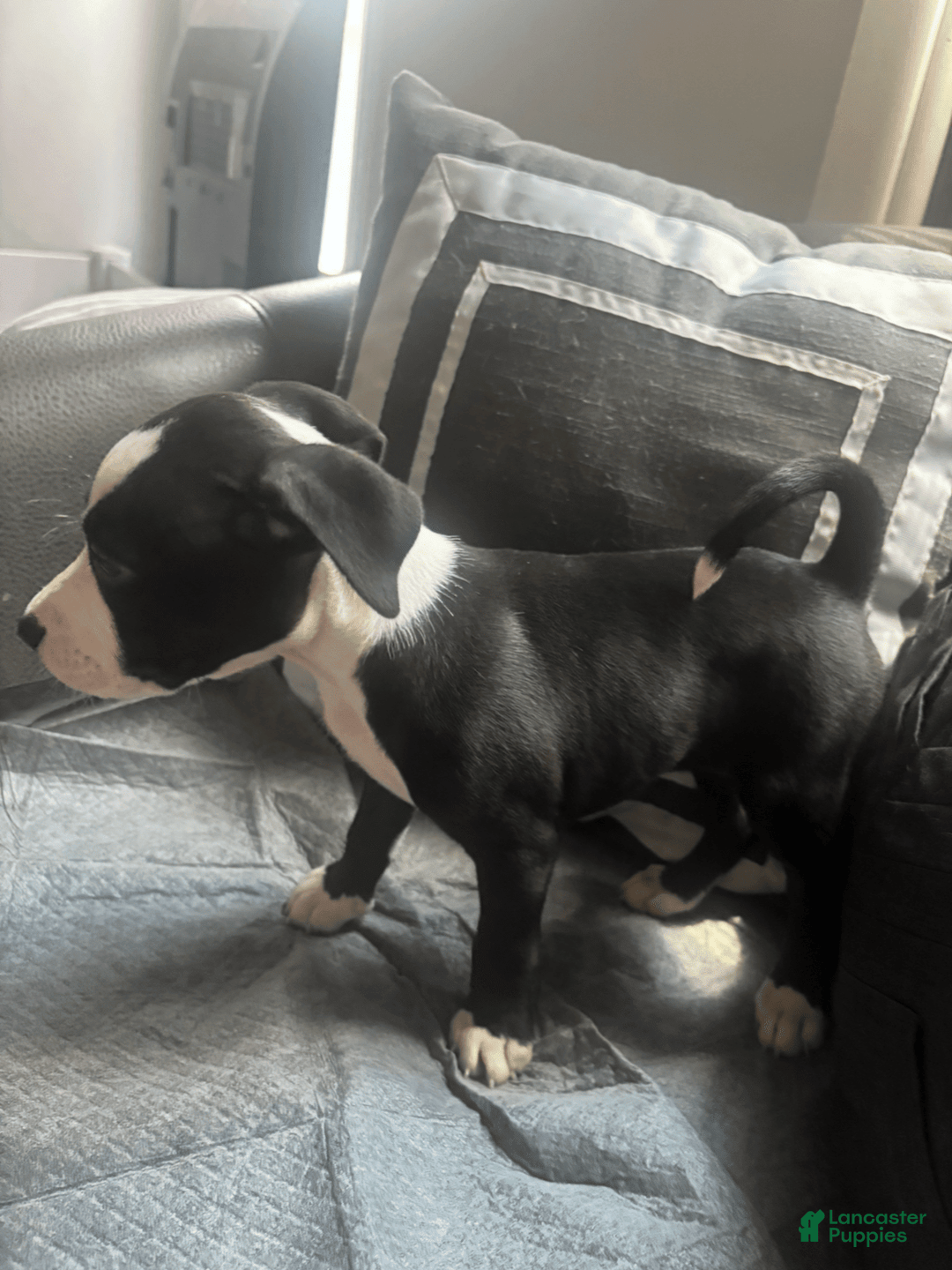 American Bully dogs for sale: Jade - Image 6