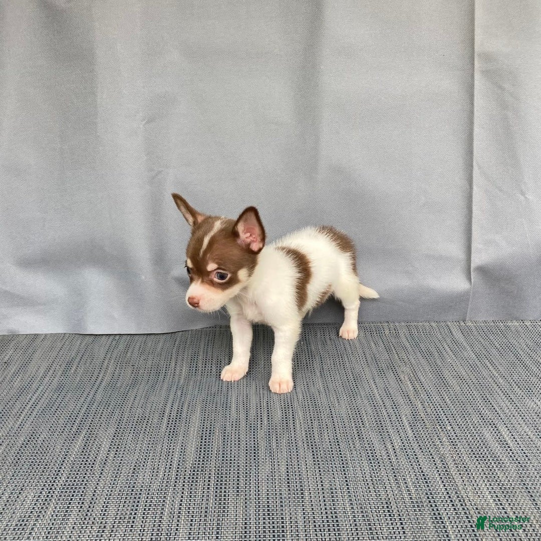 Chihuahua dogs for sale: Milo - Image 5