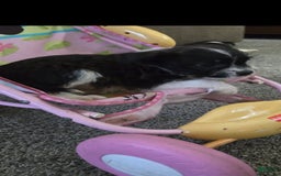 Boston Terrier dogs for sale: Mason - Image 21