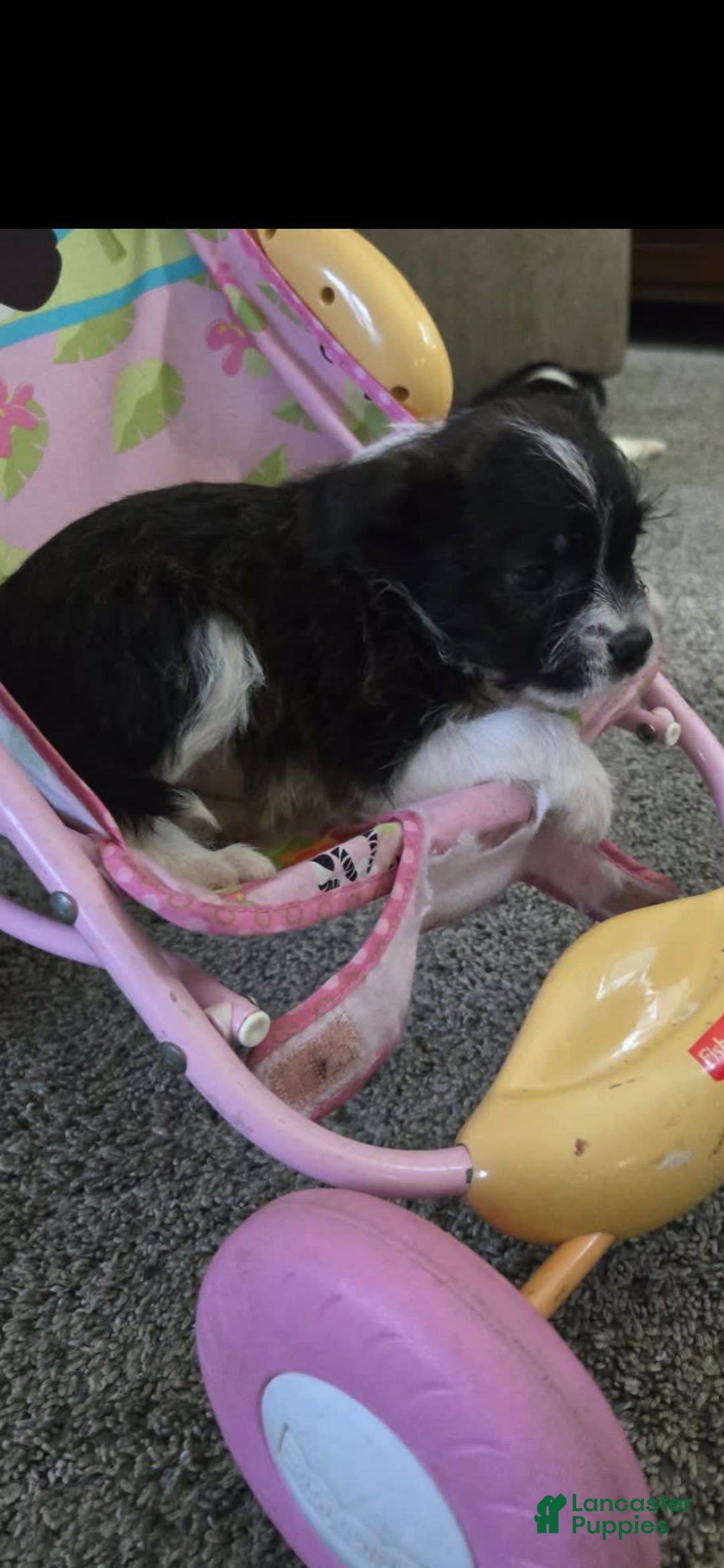 Boston Terrier dogs for sale: Mason - Image 21