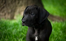 Great Dane dogs for sale: Selene - Image 18