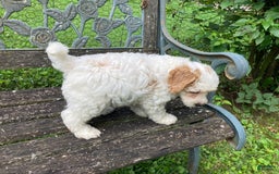 Cockapoo dogs for sale: Buddy - Image 2