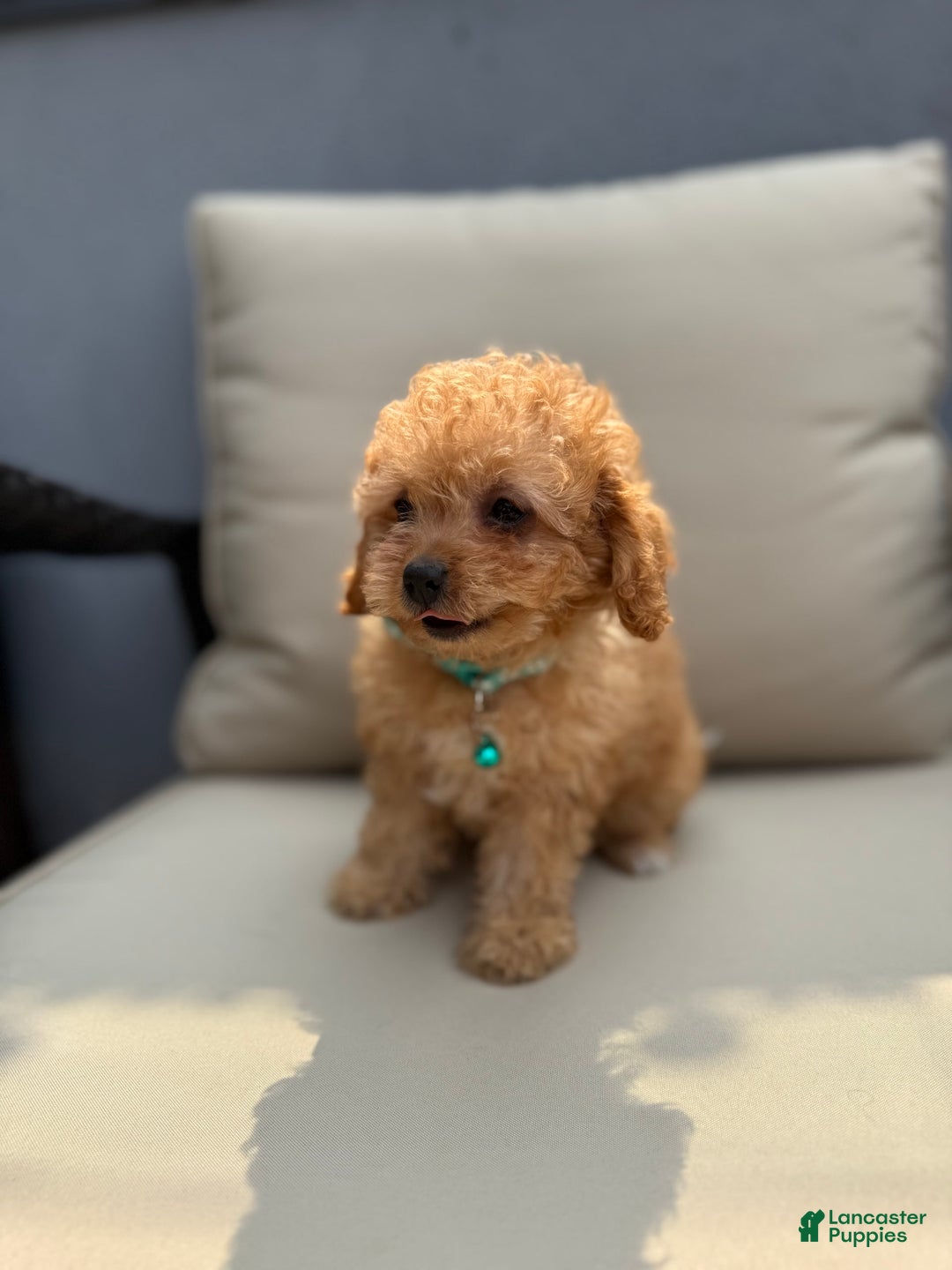Toy Poodle dogs for sale: Toy Poodle 5 puppies - Image 3