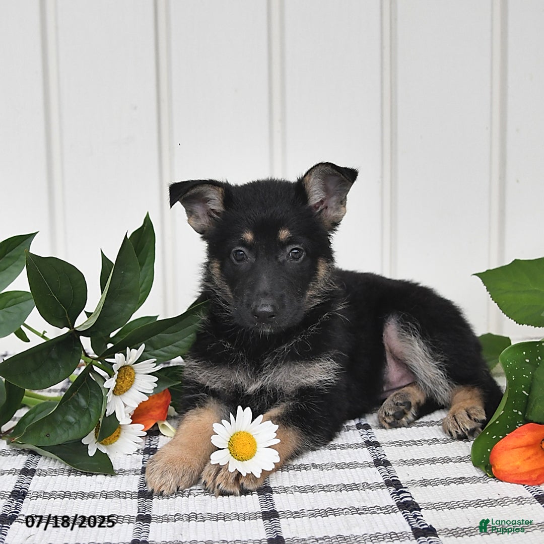 German Shepherd dogs for sale: Tina - Image 5