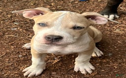 American Bully dogs for sale: Light - Image 3