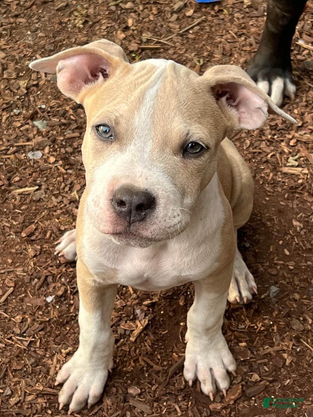 American Bully dogs for sale: Light - Image 3