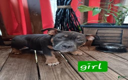 American Bully dogs for sale: Green Col - Image 6