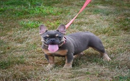 French Bulldog dogs for sale: Abby - Image 5