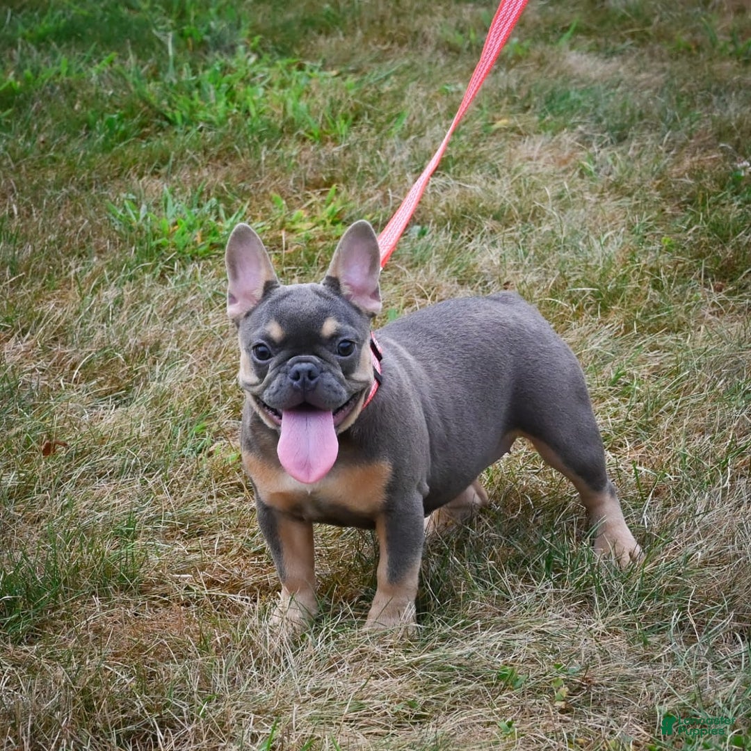 French Bulldog dogs for sale: Abby - Image 5