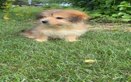 Yorkshire Terrier dogs for sale: Cooper - Image 6