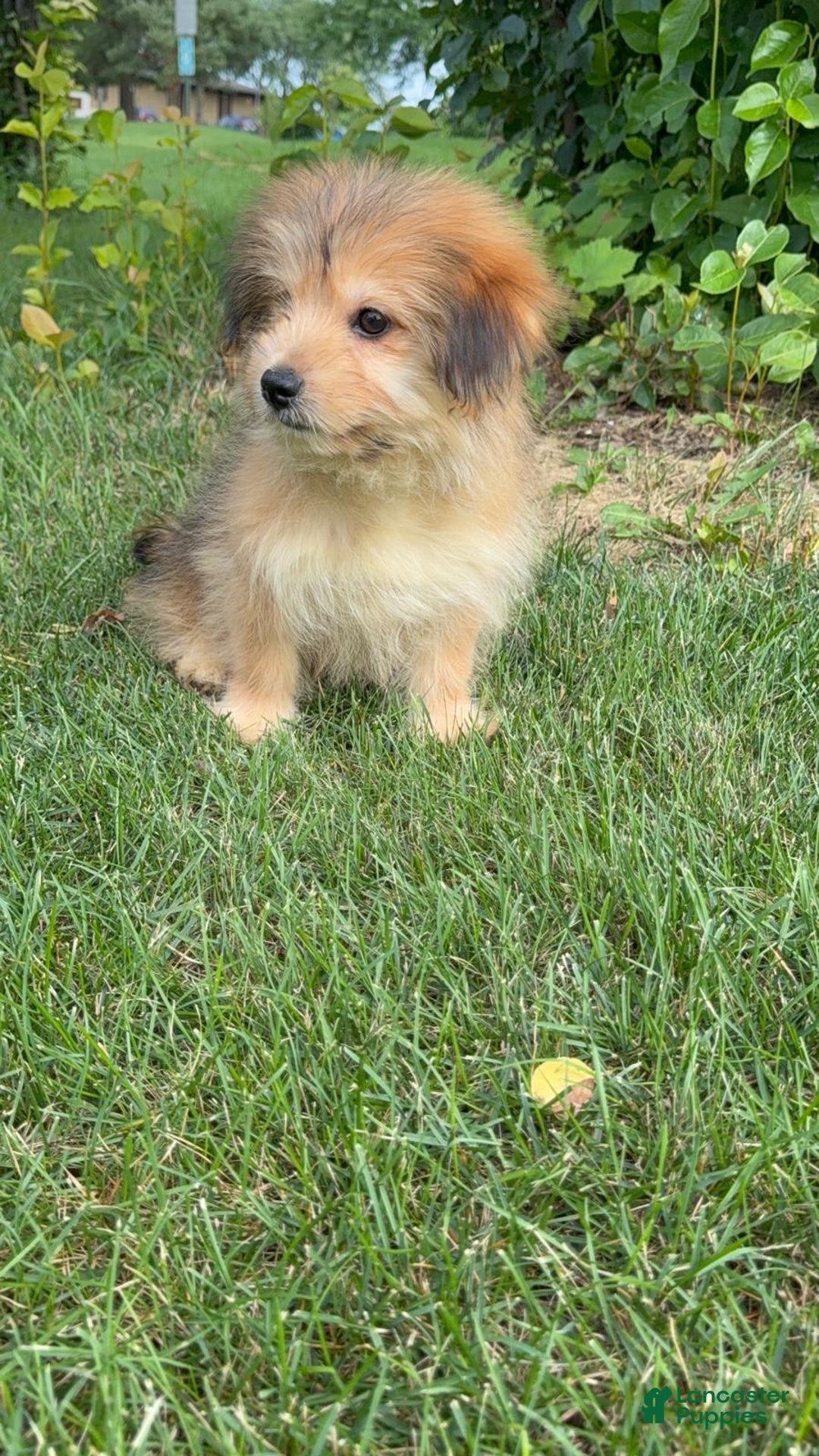 Yorkshire Terrier dogs for sale: Cooper - Image 6
