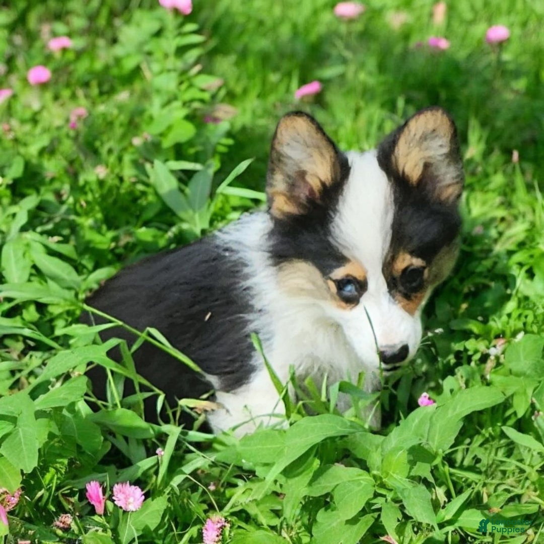 Welsh Corgi Pembroke dogs for sale: Tucker Fluffy - Image 17
