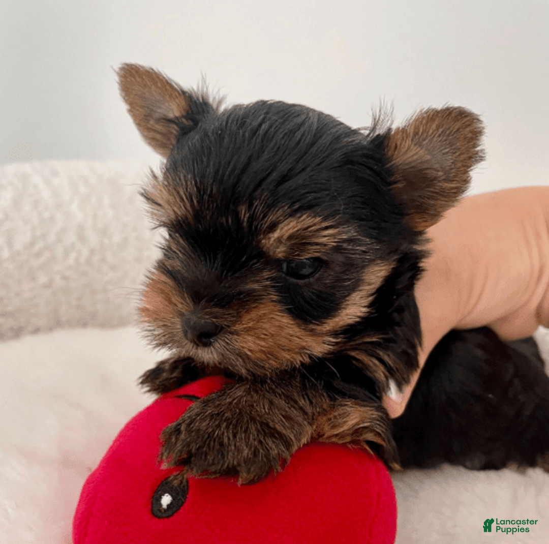 Yorkshire Terrier dogs for sale: Peach - Image 1
