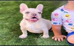 French Bulldog dogs for sale: Khaleesi - Image 6