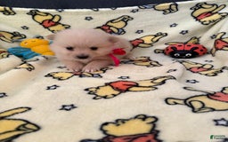 Pomeranian dogs for sale: Willow - Image 3