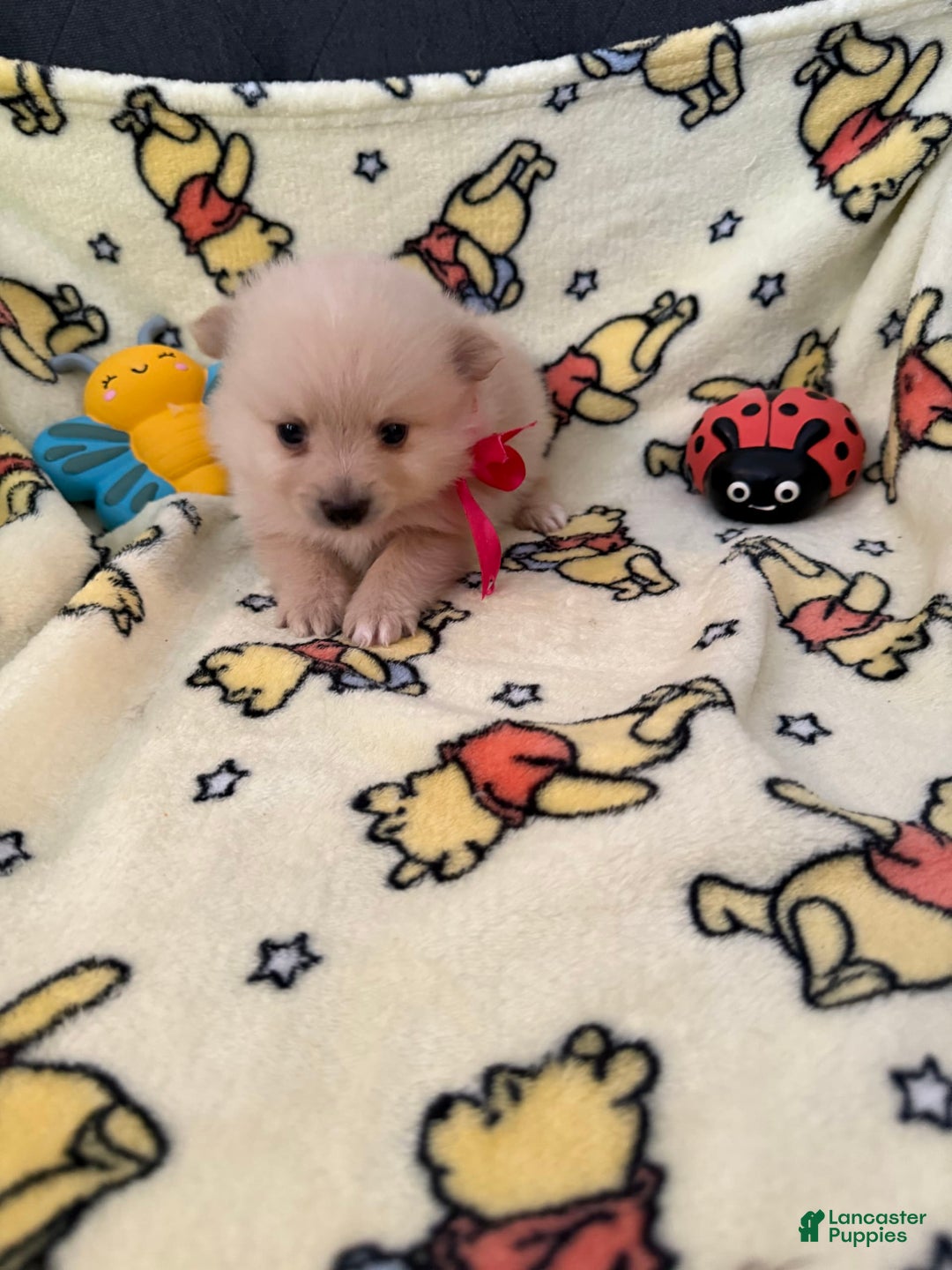 Pomeranian dogs for sale: Willow - Image 3