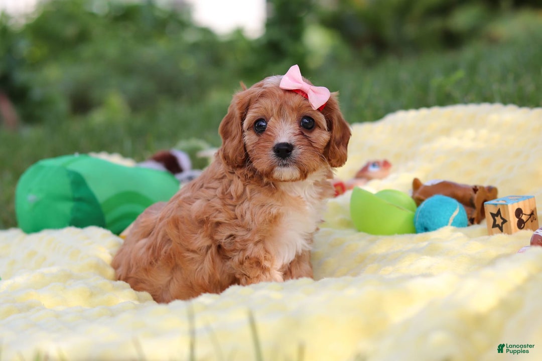 Cavapoo dogs for sale: Lucy - Image 1