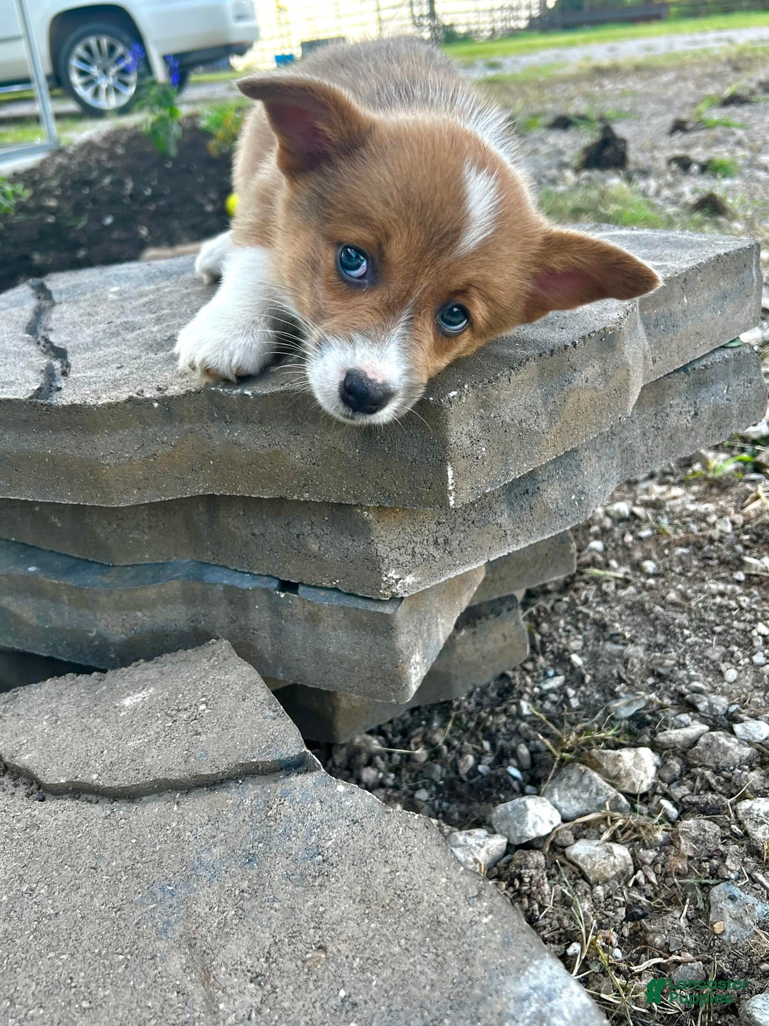 Welsh Corgi Pembroke dogs for sale: Female 2 - Image 1