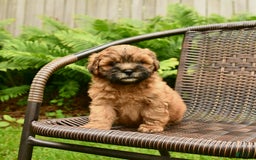 Shihpoo dogs for sale: Jasper - Image 1