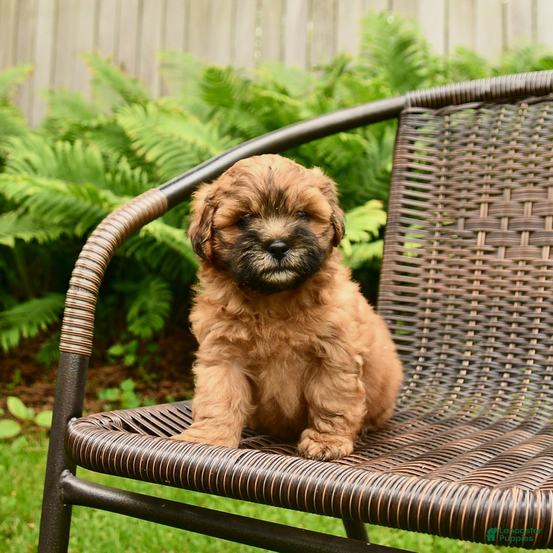 Shihpoo dogs for sale: Jasper - Image 1