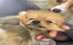 Pomeranian dogs for sale: Jamie - Image 3