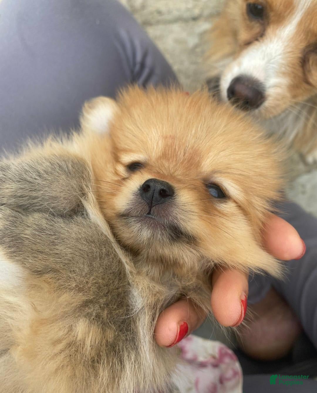 Pomeranian dogs for sale: Jamie - Image 3