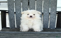 Pomeranian dogs for sale: Whisper - Listing for pets: Willow, Winnie, Whisper - Image 1
