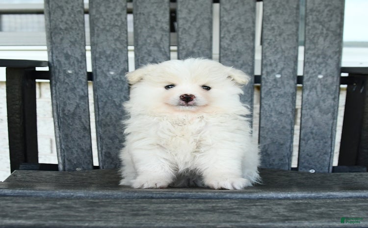 Pomeranian dogs - Advert 39